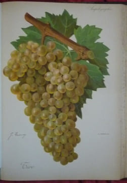 Traité général de viticulture
Ampélographie. VIALA et VERMOREL
