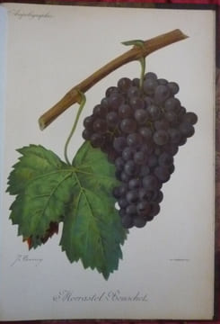 Traité général de viticulture
Ampélographie. VIALA et VERMOREL