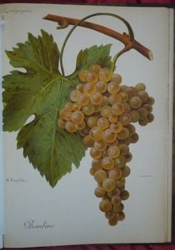 Traité général de viticulture
Ampélographie. VIALA et VERMOREL