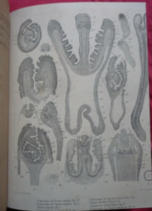 Essai monographique sur les cysticerques ( cestodes)