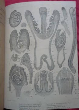 Essai monographique sur les cysticerques ( cestodes). R. MONIEZ