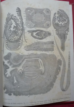 Essai monographique sur les cysticerques ( cestodes). R. MONIEZ