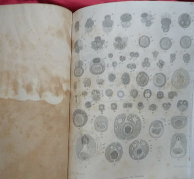 Thèses présentées à la faculté des sciences de Paris pour obtenir le grade de docteur ès-sciences naturelles. R. MONIEZ