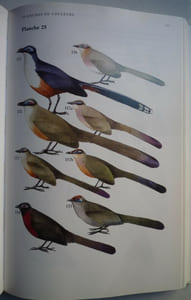 Guide des oiseaux de Madagascar
