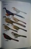 Guide des oiseaux de Madagascar. Olivier LANGRAND