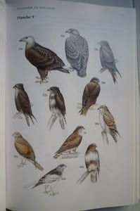 Guide des oiseaux de Madagascar