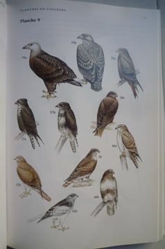 Guide des oiseaux de Madagascar. Olivier LANGRAND