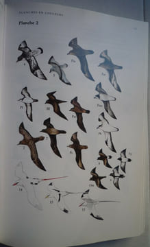 Guide des oiseaux de Madagascar. Olivier LANGRAND