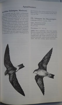 Guide des oiseaux de Madagascar. Olivier LANGRAND