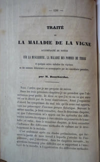 culture de la vigne
maladie de la vigne
les cépages du midi