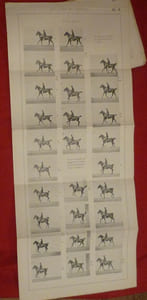 Les allures du cheval