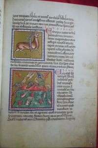 BESTIARIUM
Bestiaire Ashmole