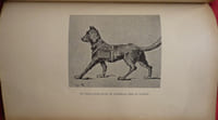 Les chiens militaires dans l'armée française