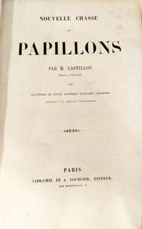 Nouvelle chasse aux papillons