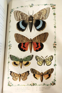 Nouvelle chasse aux papillons
