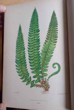 Les Fougères. Choix des Espèces les plus remarquables pour la décoration des serres, parcs, jardins et salons, précédé de leur Histoire botanique & ...