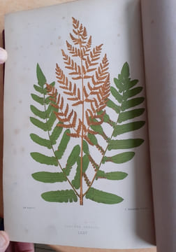 Les Fougères. Choix des Espèces les plus remarquables pour la décoration des serres, parcs, jardins et salons, précédé de leur Histoire botanique & ...
