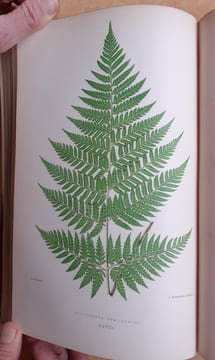 Les Fougères. Choix des Espèces les plus remarquables pour la décoration des serres, parcs, jardins et salons, précédé de leur Histoire botanique & ...