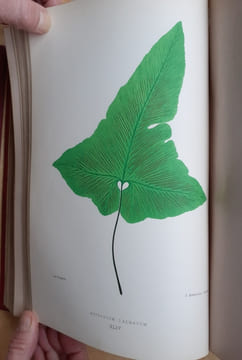 Les Fougères. Choix des Espèces les plus remarquables pour la décoration des serres, parcs, jardins et salons, précédé de leur Histoire botanique & ...