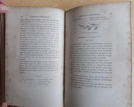 Les Fougères. Choix des Espèces les plus remarquables pour la décoration des serres, parcs, jardins et salons, précédé de leur Histoire botanique & ...