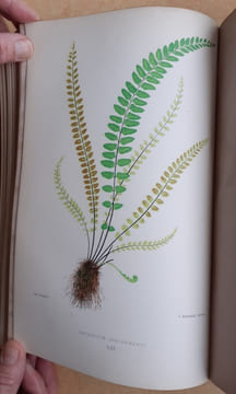 Les Fougères. Choix des Espèces les plus remarquables pour la décoration des serres, parcs, jardins et salons, précédé de leur Histoire botanique & ...