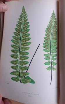 Les Fougères. Choix des Espèces les plus remarquables pour la décoration des serres, parcs, jardins et salons, précédé de leur Histoire botanique & ...