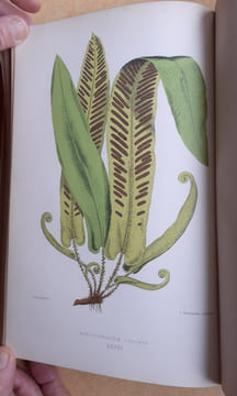 Les Fougères. Choix des Espèces les plus remarquables pour la décoration des serres, parcs, jardins et salons, précédé de leur Histoire botanique & ...