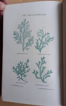 Les Fougères. Choix des Espèces les plus remarquables pour la décoration des serres, parcs, jardins et salons, précédé de leur Histoire botanique & ...