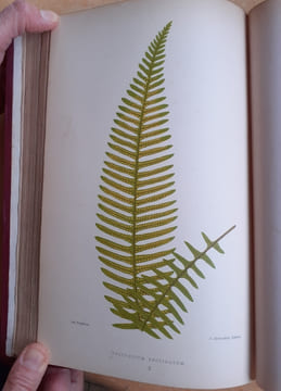 Les Fougères. Choix des Espèces les plus remarquables pour la décoration des serres, parcs, jardins et salons, précédé de leur Histoire botanique & ...