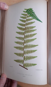 Les Fougères. Choix des Espèces les plus remarquables pour la décoration des serres, parcs, jardins et salons, précédé de leur Histoire botanique & ...