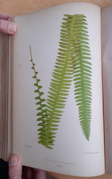 Les Fougères. Choix des Espèces les plus remarquables pour la décoration des serres, parcs, jardins et salons, précédé de leur Histoire botanique & ...