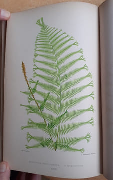 Les Fougères. Choix des Espèces les plus remarquables pour la décoration des serres, parcs, jardins et salons, précédé de leur Histoire botanique & ...