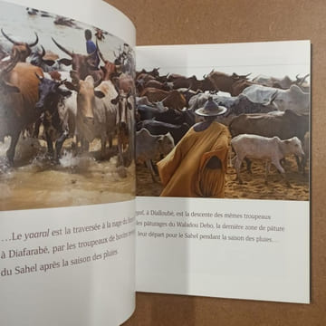 Vaca bruto, du quotidien au sacré : taureaux d'Afrique Noire. LARROQUE, Olivier - NOUGAREDE, Martine