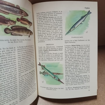 Les poissons du monde entier. HVASS, Hans