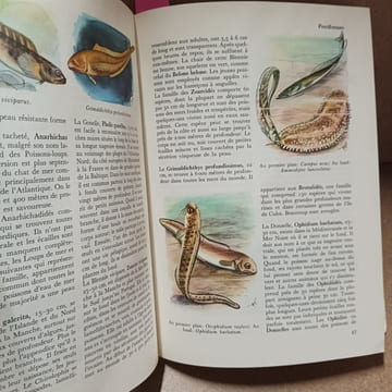 Les poissons du monde entier. HVASS, Hans