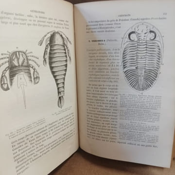 Manuel de Paléontologie. HOERNES, Rudolf