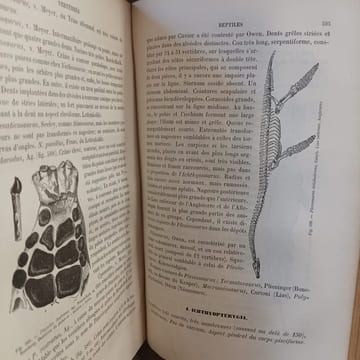 Manuel de Paléontologie. HOERNES, Rudolf