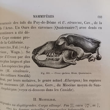 Manuel de Paléontologie. HOERNES, Rudolf
