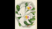 The Orchid Album. Warner, Robert - Williams, Benjamin - Moore, Thomas