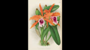 The Orchid Album. Warner, Robert - Williams, Benjamin - Moore, Thomas