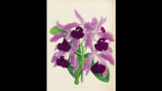 The Orchid Album. Warner, Robert - Williams, Benjamin - Moore, Thomas