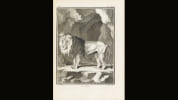 Histoire naturelle. Buffon, Georges Louis Leclerc de - Daubenton, Louis J. M. - Lac&eacute;p&egrave;de, Bernard-Germain de