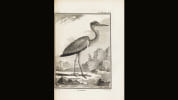 Histoire naturelle. Buffon, Georges Louis Leclerc de - Daubenton, Louis J. M. - Lac&eacute;p&egrave;de, Bernard-Germain de