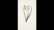 La Botanique de J. J. Rousseau. Rousseau, Jean-Jacques - Redout&eacute;, Pierre-Joseph