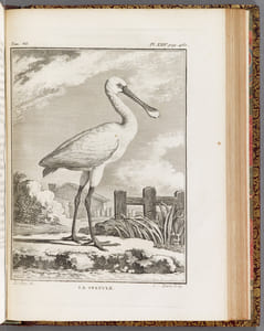 HISTOIRE NATURELLE, GENERALE ET PARTICULIERE, AVEC LA DESCRIPTION DU CABINET DU ROY.