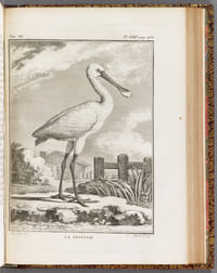HISTOIRE NATURELLE, GENERALE ET PARTICULIERE, AVEC LA DESCRIPTION DU CABINET DU ROY.