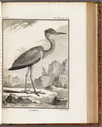 HISTOIRE NATURELLE, GENERALE ET PARTICULIERE, AVEC LA DESCRIPTION DU CABINET DU ROY.