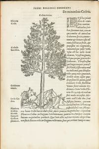 DE ARBORIBUS CONIFERIS.