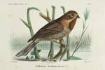 Travaux ornithologiques. . BONAPARTE (Prince Charles-Lucien).