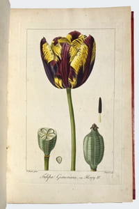 Herbier général de l'amateur, contenant la description, l'histoire, les propriétés et la culture des végétaux utiles et agréables ; dédié au Roi. 